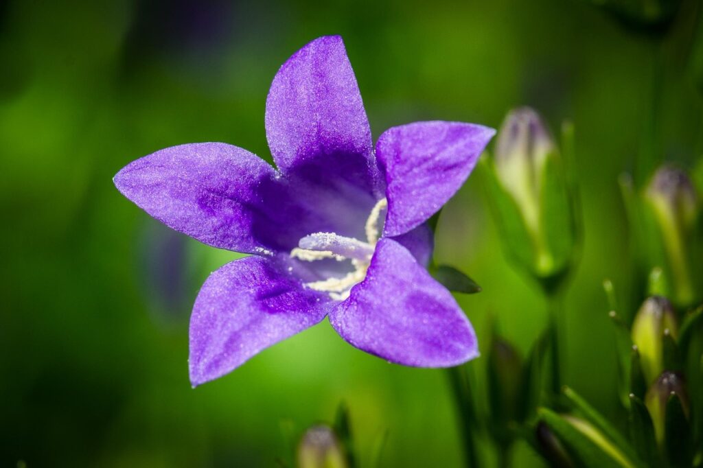 Campanula w doniczce