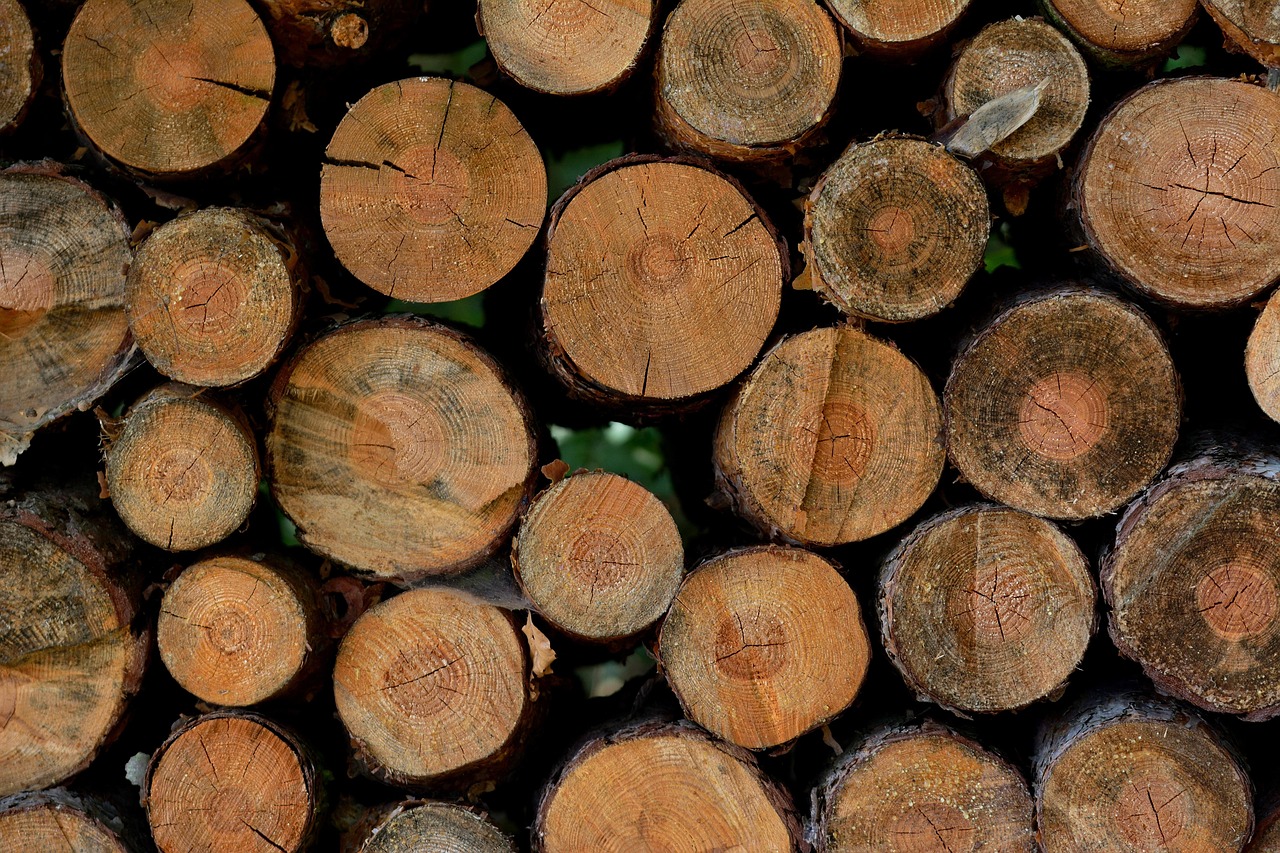 wood, forest, bark beetle, nature, damaged wood, tribe