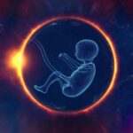 embrion aborcja