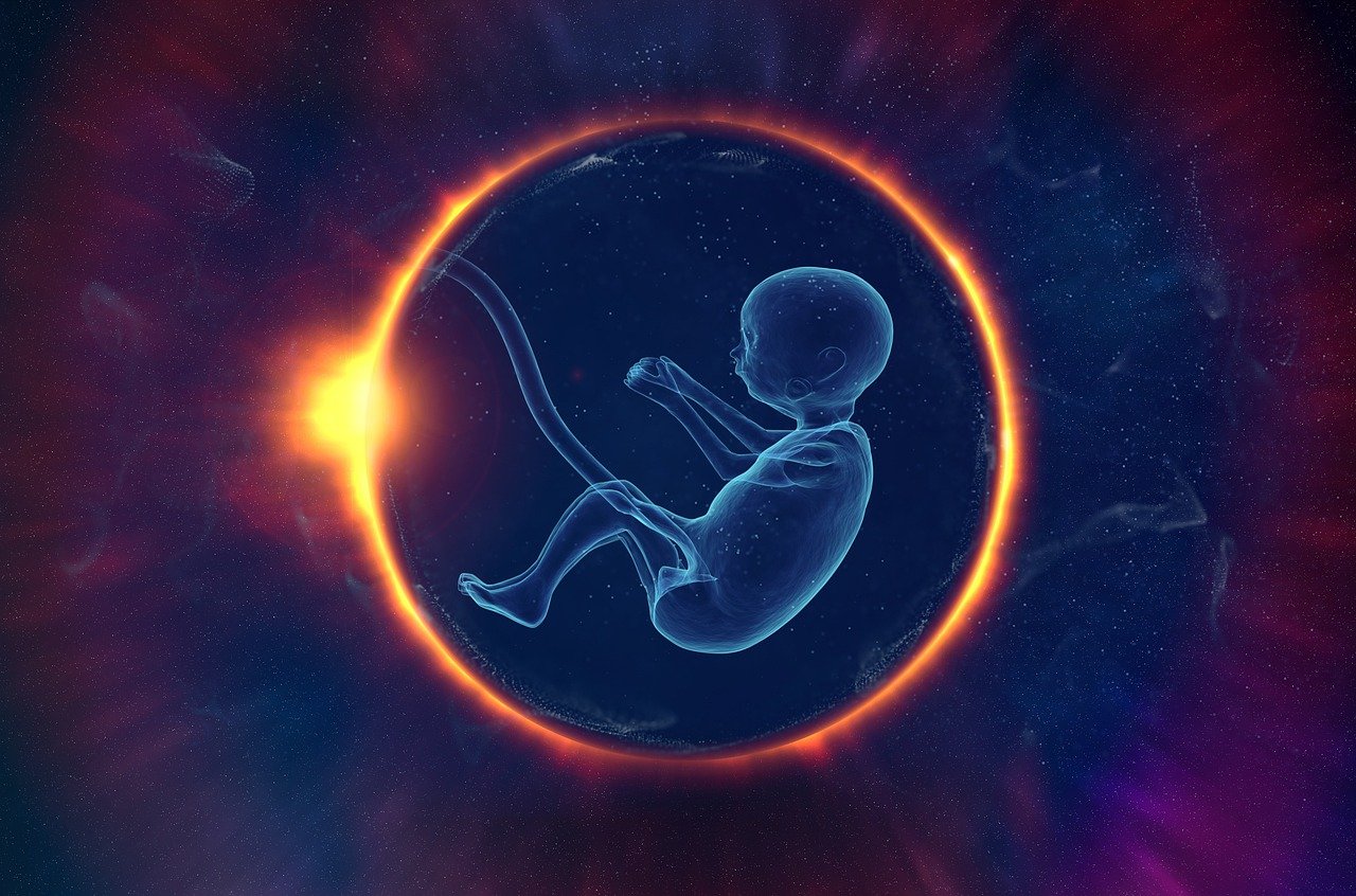 embrion aborcja