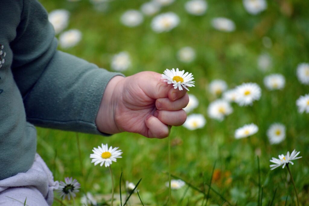 child's hand, pick flowers, beautiful flowers, finger, daisy, small child, childhood, lawn, meadow, grass, happy mothers day, pick, flower, child, flower background, small hand, cute, nature, flower wallpaper, date of birth, thank you, grandson