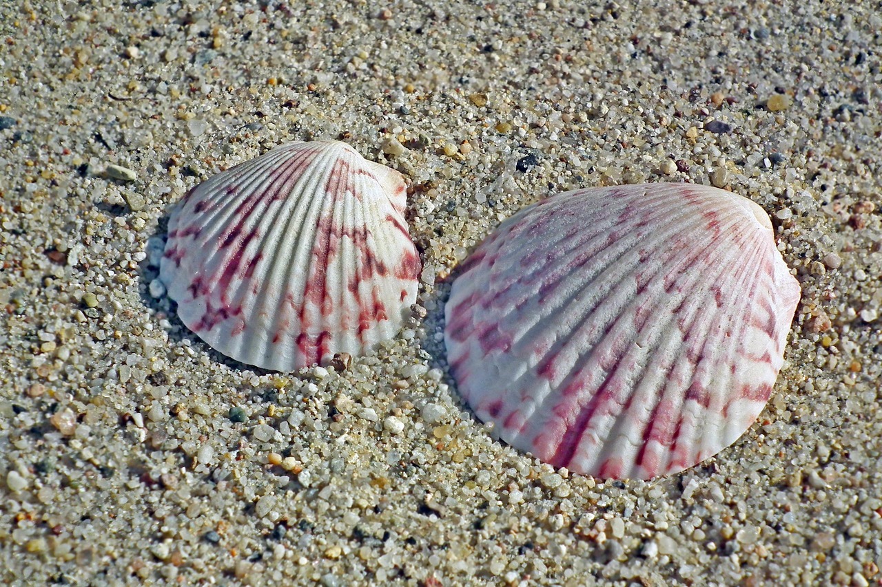 shells, sand, nature, the coast, summer, holiday, sea, crustaceans