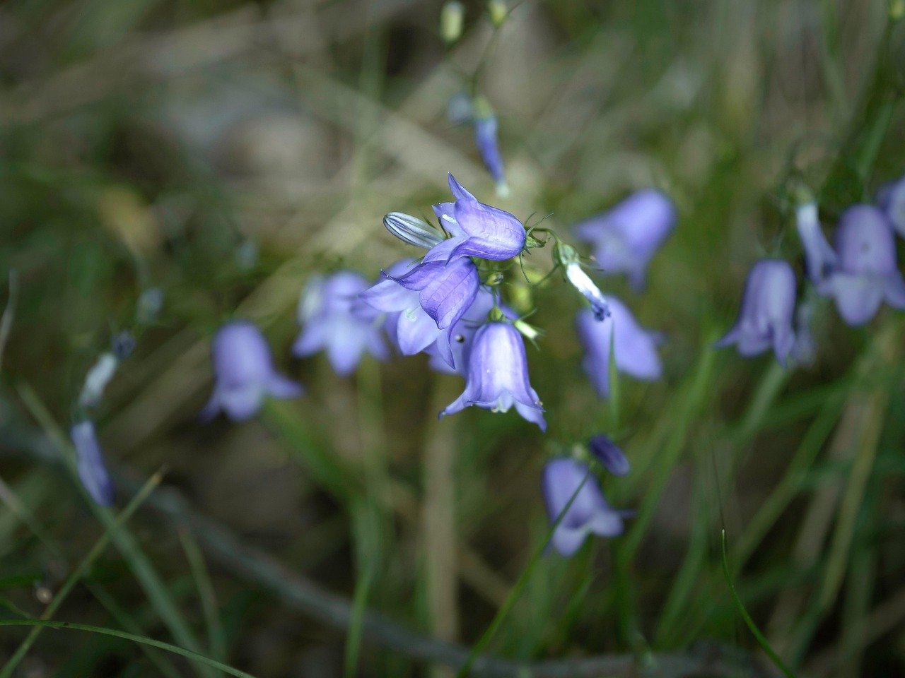 Campanula